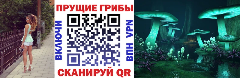 Галлюциногенные грибы Psilocybine cubensis  Купить где  Каргат 